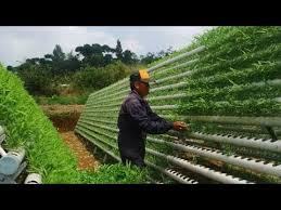 Akibat minat ini, ada beberapa tanaman yang namanya naik sehingga harganya menjadi mahal. Sayuran Ini Cepat Tumbuh Dan Cepat Panen Cocok Dibudidayakan Oleh Pemula Youtube