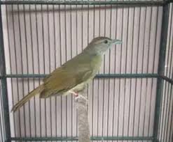 Selain itu juga tersebar di pulau sumatera, kepulauan bangka belitung, kalimantan, wilayah barat serta tersebar di wilayah tengah jawa. 5 Jenis Makanan Burung Kapas Tembak Terbaik Agar Cepat Gacor