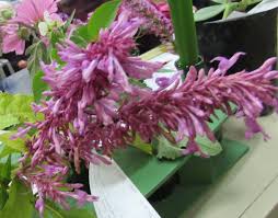 Image result for Odontonema callistachyum