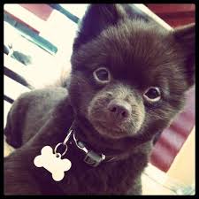 Teddy Bear Black And Brown Pomeranian Shaved Chocolate Pomeranian Pomeranian Puppy Your Dog Pomeranian Dog
