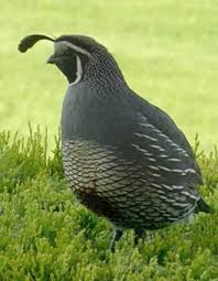 Black Birds In California California Quail Quail Funny Birds California