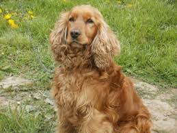 The Cocker Spaniel Dog A Vet S Guide On How To Care For Your Cocker Spaniel Dog Cocker Spaniel Cocker Spaniel Images Cocker Spaniel Dog