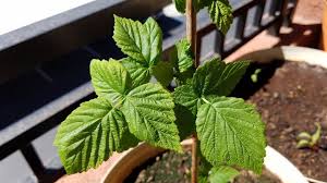 Maybe you would like to learn more about one of these? Growing Fall Gold Raspberry Cuttings Days 49 63 Youtube