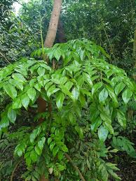 Image result for Erythrophleum