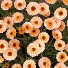 Calendula Seeds Pink Surprise Flower Seeds Calendula Flower Sutton Seeds