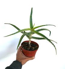 Image result for Aloe arborescens