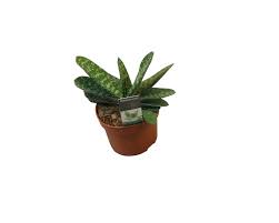 Often have a pattern of white bumps or spots on foliage (although some aloes/gasterias also have this characteristic). Succulenten Succulents Gasteria Florastore