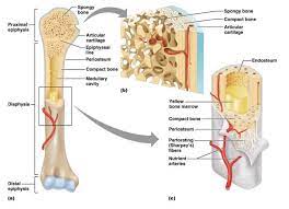 How are long bones designed for maximum strength? Anatomy Of A Long Bone Model 1 Diagram Quizlet