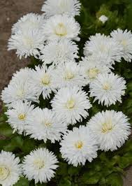 Image result for Bellis