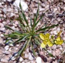 Image result for Erucastrum