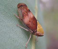Their hind legs are modified for jumping. Leafhoppers Backyard Buddies