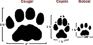 dnr distinguishing cougar coyote and bobcat tracks