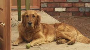 Nigel From Gardeners World Dogs Golden Retriever Nigel