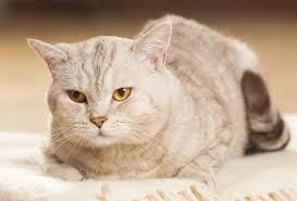 This is because idiopathic seborrhea is an inherited disorder which causes excessive sebum production. Cat Dandruff Causes And Treatment Pets4homes