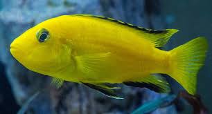 Namanyanya diambil dari salah satu jenis buah karena hampir 99% warna ikan hias ini berwarna kuning lemon. Ikan Lemon Si Kuning Yang Galak Tapi Mudah Dipelihara