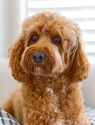 We did not find results for: Cavapoo Dog Breed Information And Characteristics Daily Paws