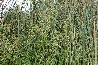 Image result for Hyparrhenia mobukensis