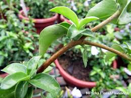 Image result for Sclerochiton