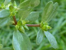 But edible weeds do have some nutritional drawbacks. Purslane Pictures Flowers Leaves Identification Portulaca Oleracea