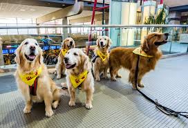 Golden retriever puppy breeder virginia. Pit Therapy Dogs Good As Gold Blue Sky Pit News Site
