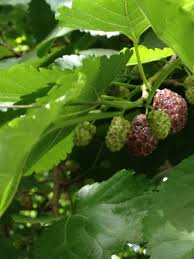 Morus, a genus of flowering plants in the family moraceae, consists of diverse species of deciduous trees commonly known as mulberries, growing wild and under cultivation in many temperate world regions. Here We Go Round The Mulberry Bush The Times Of Israel