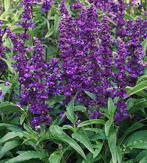 31 Salvia Varieties That Will Look Stunning In Your Garden Salvia Plants Salvia Annual Plants