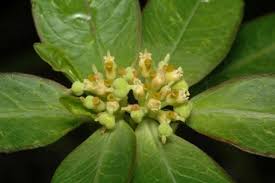 Image result for Euphorbia hyssopifolia