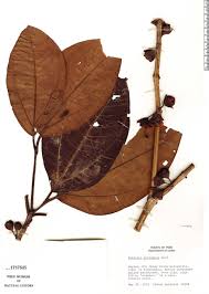 Image result for Bellucia