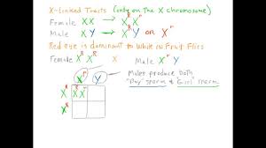 In other words, a dihybrid cross is a cross between two organisms, with both being heterozygous for two different traits. Biology As If It Mattered Chapter 11 Mendelian Genetics