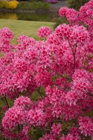 Rosy Lights Azalea Flowering Shrubs Shrubs Plants Flowering Shrubs Azaleas