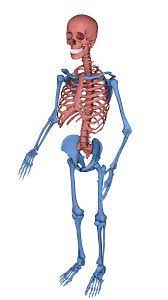 Human Skeleton Axial Vs Appendicular Cg Model Blender Character Zelda Characters Human Skeleton