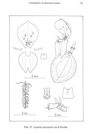 Image result for Platysepalum