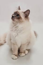 The Birman Also Called The Sacred Cat Of Burma Catsbreedsragdoll Cat Breeds Cat Breeds Birman Cat Furry