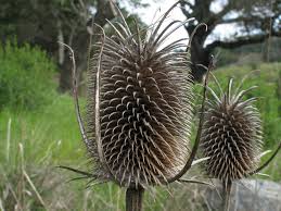 Image result for Dipsacaceae