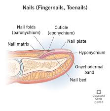 Image result for paronychium