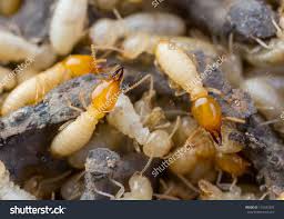 We did not find results for: Close Up Termites Or White Ants In Thailand Termite Treatment Termite Prevention Termite Control