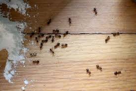 Am häufigsten kommt dabei die schwarze art vor, sodass wir sie auch als gartenameise bezeichnen. Ameisen Bekampfen Im Haus In Der Wohnung 22 Wirksame Mittel