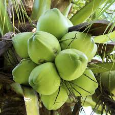 Wait and see june 3, 2021 at 10:23 pm gaston did say that he was going into coconut farming and he was awaiting the palm seeds from costa rica. Pin On Plant Materials