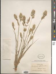 Image result for Eragrostis patens