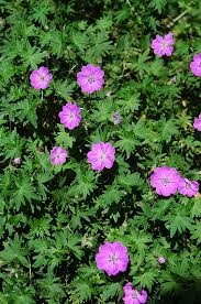 Pin On Shade Perennials