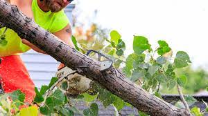 Top keywords % of search traffic. Tree Service Sharp Edge