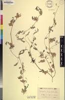 Image result for Indigofera rhytidocarpa