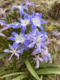 glory of the snow 雪光花 学名chionodoxa spp 风信子科雪光花属多年生草本球根植物 原产于地中海和小亚细亚地区 是 早春常见的花床里的花卉 plants garden life