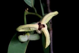 Image result for Xylopia lukei