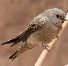 Image result for Wahlenbergia paludicola