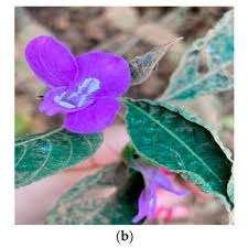 Image result for Justicia engleriana