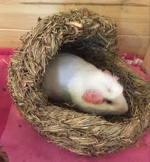 The crested guinea pig has a lifespan of around 5 to 10 years and grows to a size of up to 12 inches. Guinea Pig Breeds Types Personalities Characteristics