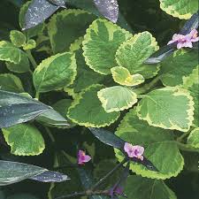 Image result for Plectranthus alboviolaceus