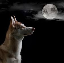 Why Dogs Love To Howl Dogtime