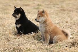 Shiba inu (shib) is a digital asset as known as cryptocurrency or a token. Price Of Shiba Inu In Japan The C Shibainu Philippines Facebook